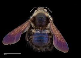  Xylocopa armeniacanbsp;female abdomen, photo: Brooke Bagot 
